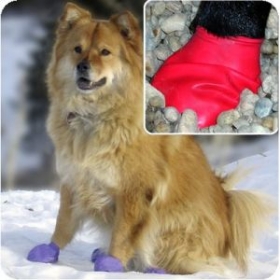 pawz disposable dog boots